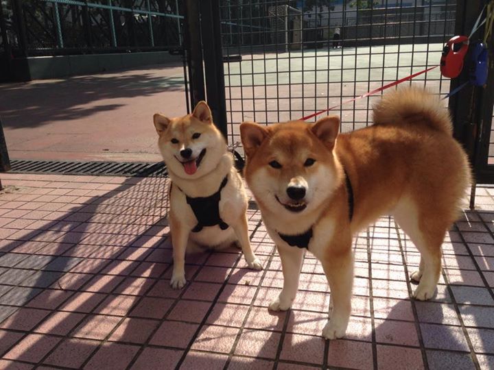 绝杀封盖与致命反击,约基奇关键一攻一防,开拓者掀翻雄鹿诠释何为超级球星时刻